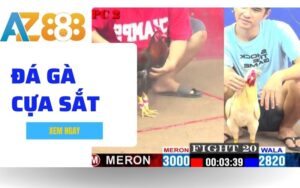 Da Ga Cua Sat Hinh Thuc Ca Cuoc Duoc Ua Chuong Nhat Tai Da Ga AZ888 1 1 1