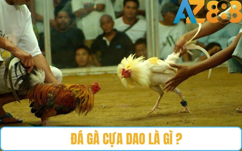Đá gà cựa dao là gì?